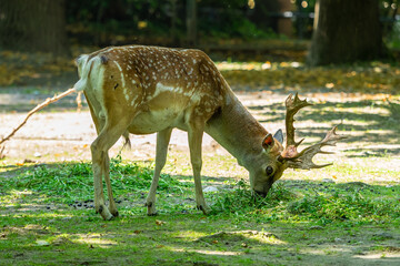 The fallow deer, Dama mesopotamica is a ruminant mammal