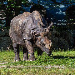 The Indian Rhinoceros, Rhinoceros unicornis aka Greater One-horned Rhinoceros