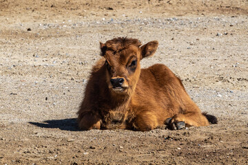 Young baby Heck cattle, Bos primigenius taurus or aurochs in the zoo