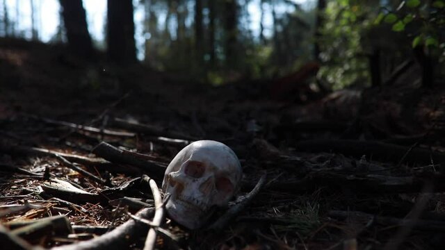 A human skull falls on the ground in a pine forest.
