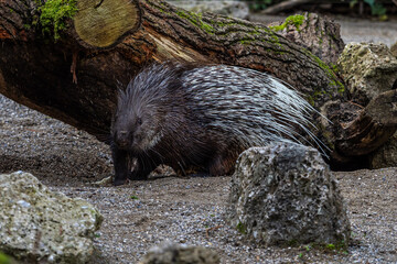 Indian crested Porcupine, Hystrix indica in a german nature park