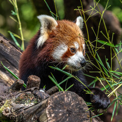 Fototapeta premium The red panda, Ailurus fulgens, also called the lesser panda.