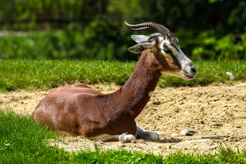 Dama gazelle, Gazella dama mhorr or mhorr gazelle is a species of gazelle