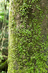奈良春日山原始林の巨木