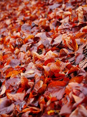 autumn leaves background