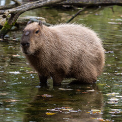Capybara, Hydrochoerus hydrochaeris grazing on fresh green grass