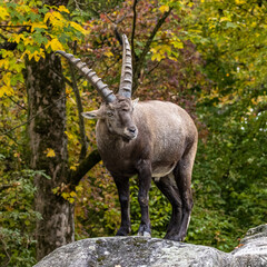 Male mountain ibex or capra ibex on a rock