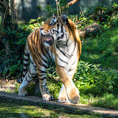 The Siberian tiger,Panthera tigris altaica in a park