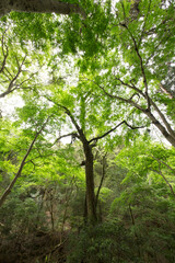 奈良春日山原始林