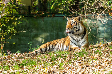 The Siberian tiger,Panthera tigris altaica in the zoo