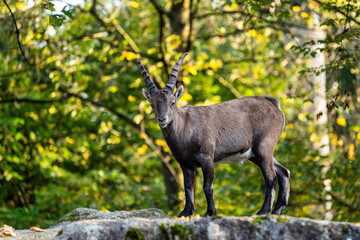 Male mountain ibex or capra ibex on a rock