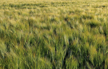 Wheat field view sunset nice green