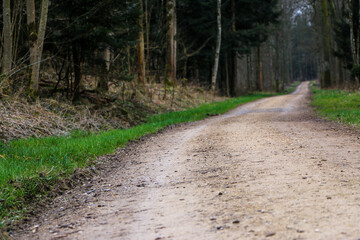 Long and lonely forest road 