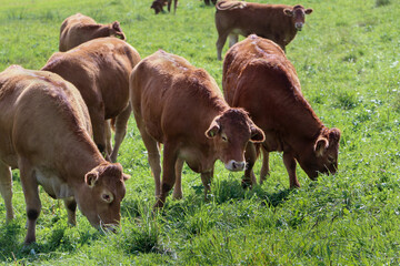 Cows graze on a green meadow