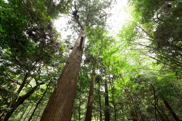 奈良春日山原始林