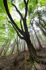 Obraz premium 奈良春日山原始林