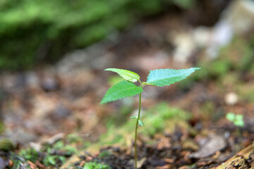 倒木に生える苗木の新芽