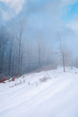forest on a snow covered slope. trees in hoarfrost. mysterious foggy weather in the morning. beautiful winter scenery