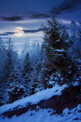 forest on a misty night. trees in hoarfrost. beautiful winter scenery in foggy weather in full moon light
