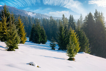 spruce forest on a snow covered hill. beautiful mountain landscape in winter. misty weather with bright sky