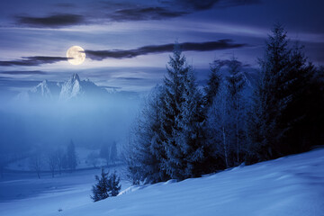 spruce forest on a snow covered hill at night. beautiful mountain landscape in winter in full moon light. misty weather with bright sky