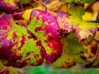Autumn wine leaves in Barolo region