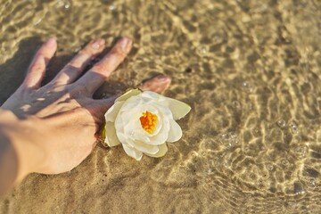 White Nymphaea water lily in womans hand close-up