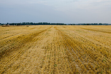 Wheat ears crushed by a combine harvester bright autumn Sunny day, harvesting, straw
