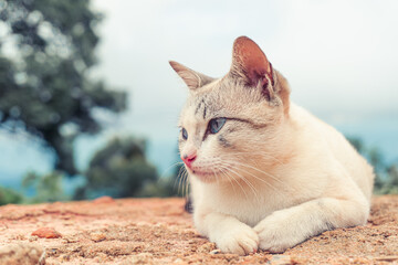 A cat white hair with blue eyes lying on the ground looking at nature view on mountain.