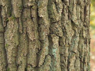 Beautiful rough trunk of the tree