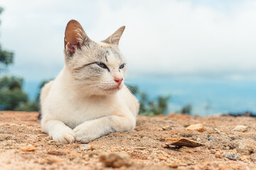 A cat white hair with blue eyes lying on the ground looking at nature view on mountain.