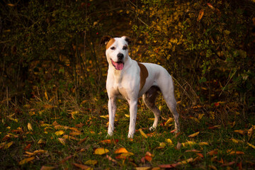 Beautiful happy pitbull dog posing in colorful sunny autumn day	
