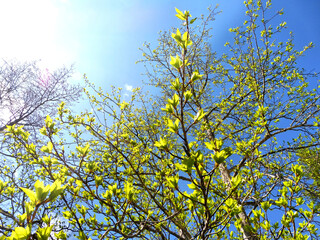 lush green young leaves on sunny day in the beginning of spring, when nature wakes up to bloom with sunlight peeking through  leaves and trees