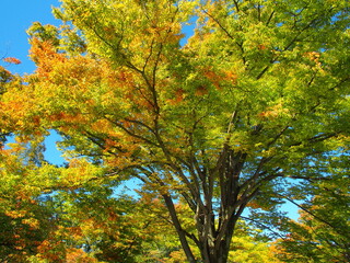 公園の黄葉の欅と青空
