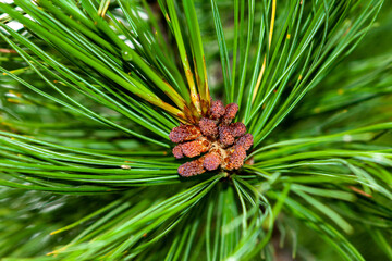A branch of an evergreen cedar with pollen-covered female buds