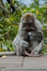 monkey mother holding her child on the side of the road at Bedugul Bali Indonesia 