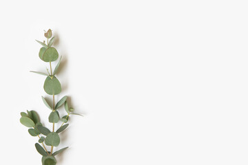 Green leaves of eucalyptus branches on a white background.