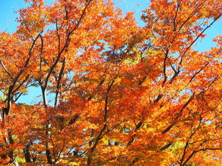 秋の公園の紅葉の欅と青空
