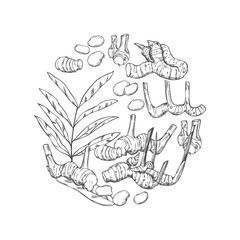  Alpinia galanga in a circle. Vector  illustration