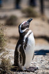Naklejka premium Beautiful Isolated Penguin dwelling free in a natural national park in north Patagonia near the city of Puerto Madryn in Argentina. Unesco world heritage as natural reserve park in a summer day