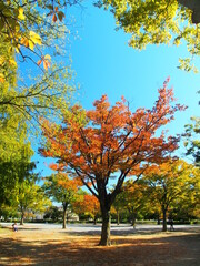Naklejka premium 秋の紅葉の欅のある公園風景