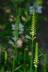 Physostegia virginiana alba white flowering plant, beautiful obedience false dragonhead ornamental flowering plants