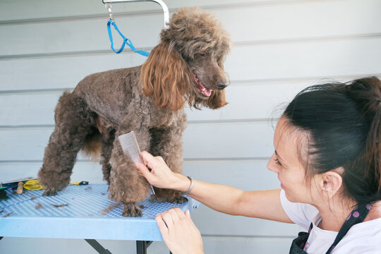Professional female groomer brushing cute brown poodle dog in pet care salon. Animal haircut.