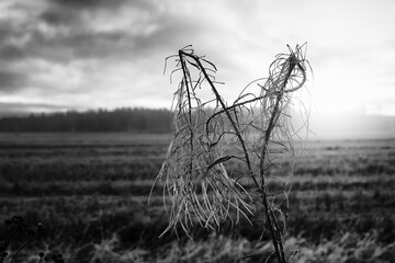 Dead Cow Parsley Against The Autumn Sunrise