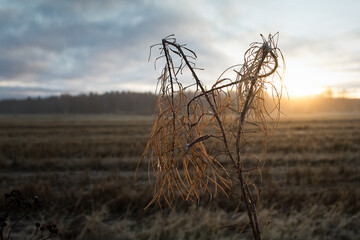 Obraz premium Dead Cow Parsley Against The Autumn Sunrise