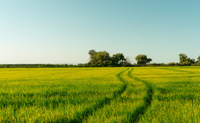 Rice field