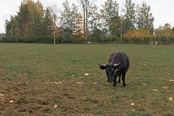 The black cows in the fields