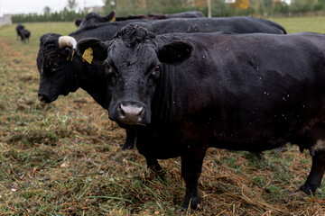 cow in a field