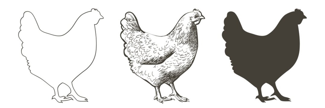 chicken, hen bird. Poultry, broiler, farm animal feeding. Vintage Easter card. Egg packaging design. Realistic sketch, line, silhouette, engraving illustration.