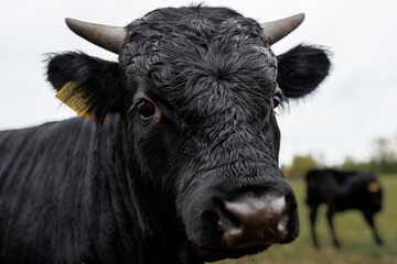The black cows in the fields